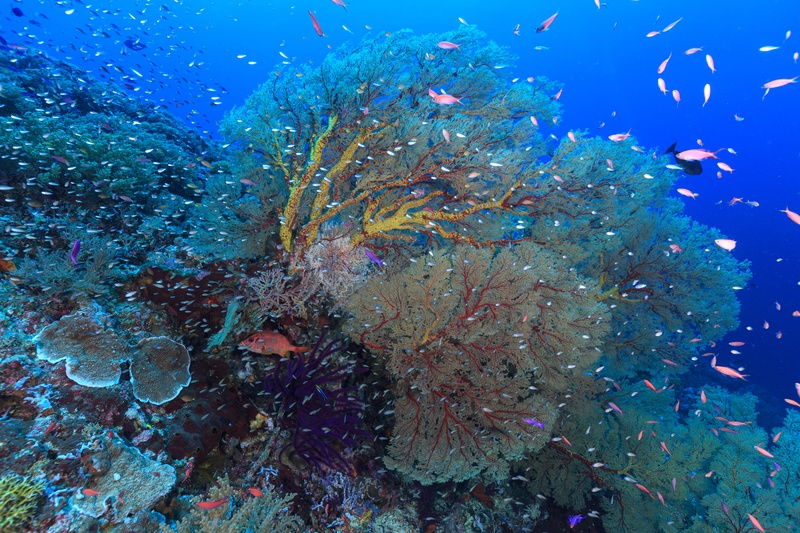 Tubbataha reef wall layered with gorgonian fans as a tight school of small fish swirls through blue water.