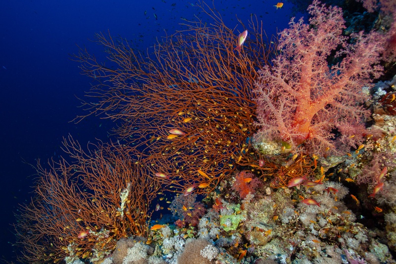 Golden anthias hover around orange gorgonians and pink soft corals on a steep Red Sea wall.