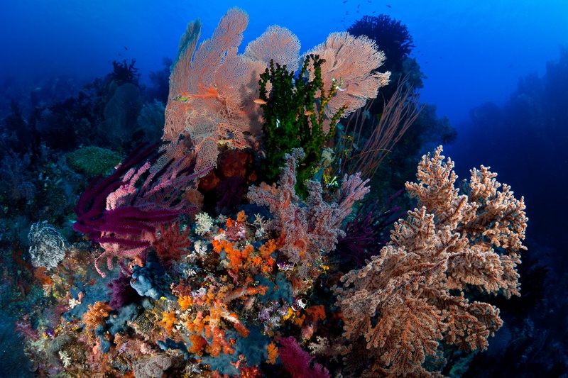 Pink gorgonian fans, purple whip corals, orange soft corals and green tunicates layered against blue water.