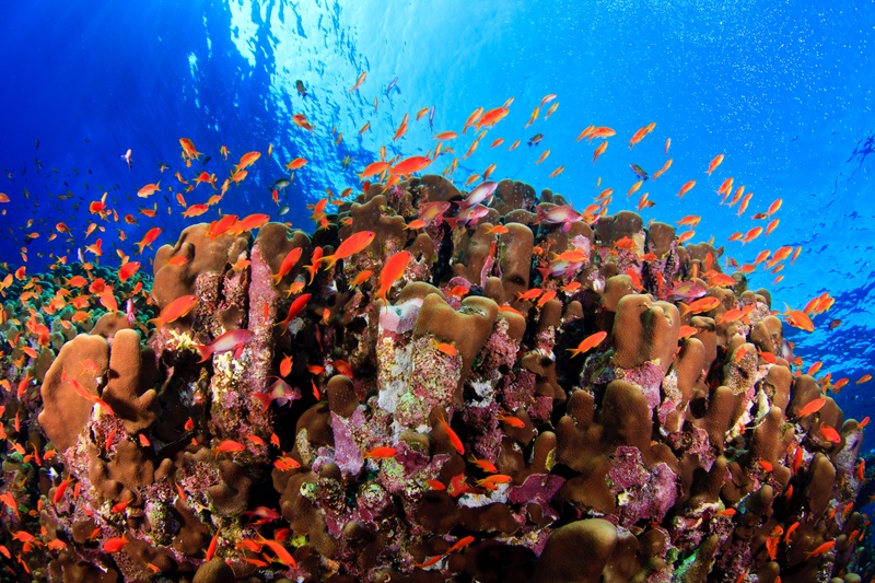 Orange anthias boil over a sunlit hard coral dome on the Marsa Alam reef.