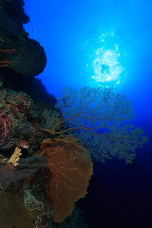 Wide-angle reef scene at Tubbataha, hard corals packed with anthias hovering above the slope.