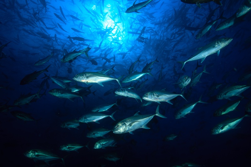 School of jacks sweeping through sunlit blue water at Malpelo, packed tight above the reef.