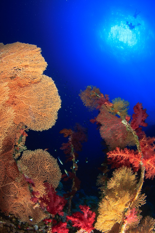 Single gorgonian fan spreads against open blue water at Brothers Islands.