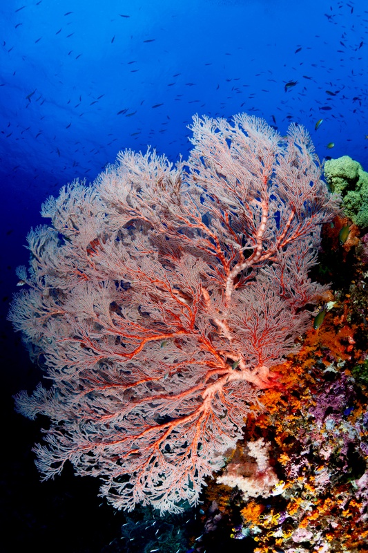 Single massive pink-red gorgonian extending from a wall, schooling fish suspended against open water.