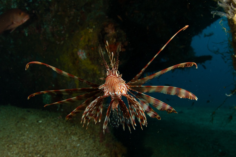 Lionfish facing the lens head-on, venomous fin rays spread like a spined fan.
