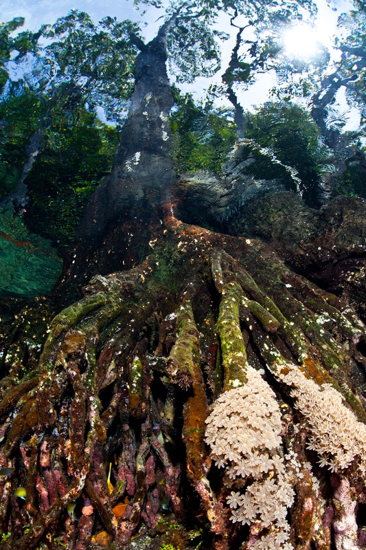 Mangrove roots draped in soft corals and sponges reaching toward the surface, green canopy reflected in the calm water above.