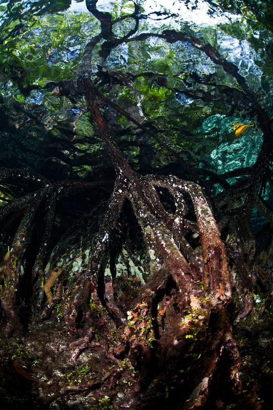 Dark mangrove root network covered in sponges and tunicates, twisting branches reaching toward a green canopy reflected at the surface.