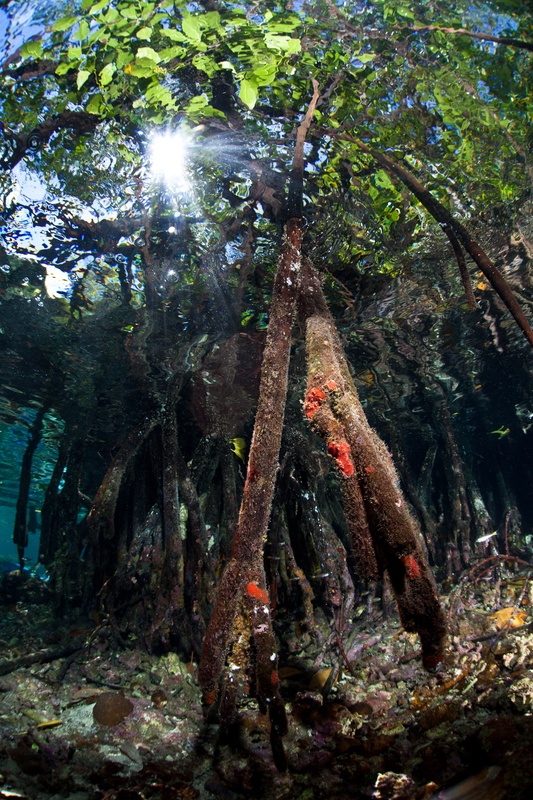 Mangrove prop roots rising toward the surface, sunlight filtering through green leaves, roots encrusted with orange sponges and marine growth.