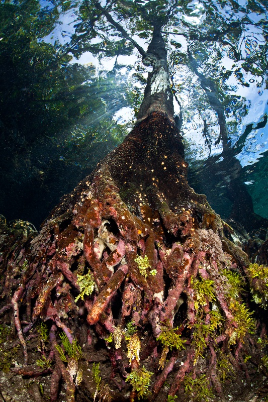 Mangrove trunk from below, dense pink and purple sponge covering the roots as they fan outward, sunlight filtering through the canopy.