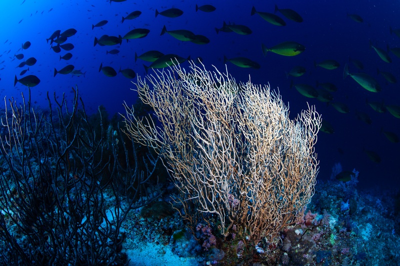 Schooling snapper pack into a tight silver ball above the Sudan reef, turning as one.