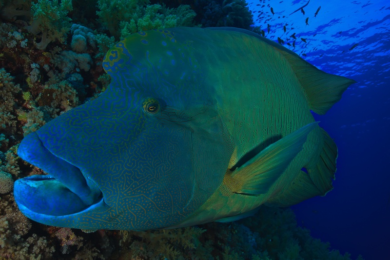 Napoleon wrasse sweeps past the reef, blue-green facial lines etched across its heavy head.