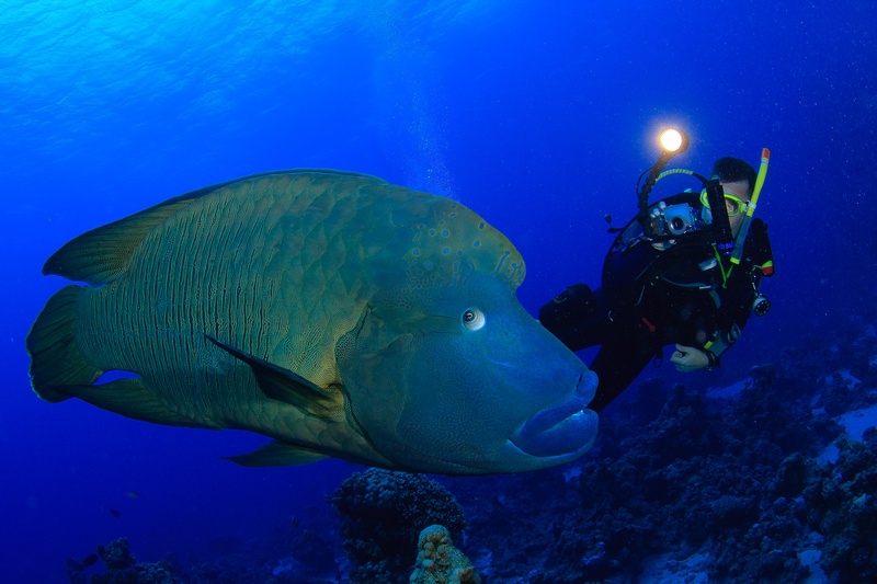 Napoleon wrasse cruising past a diver’s video light above the Brothers reef.