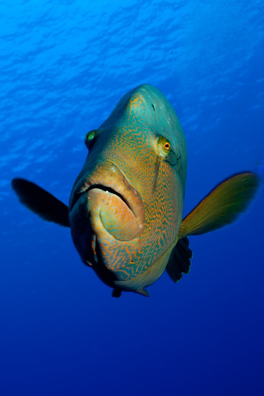 Napoleon wrasse in frontal portrait, blue-green maze markings clear against open water.