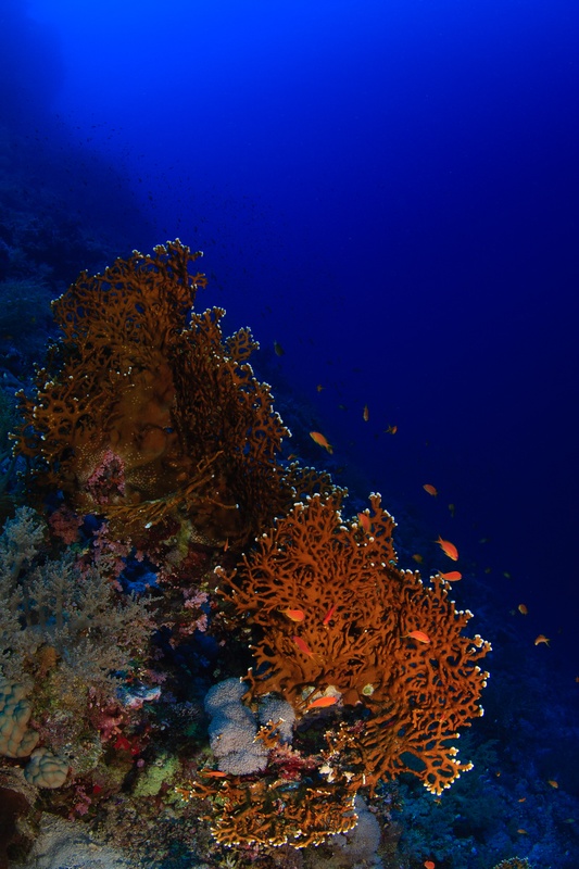 Orange anthias flicker around fan-shaped gorgonians rising from the Red Sea reef wall.