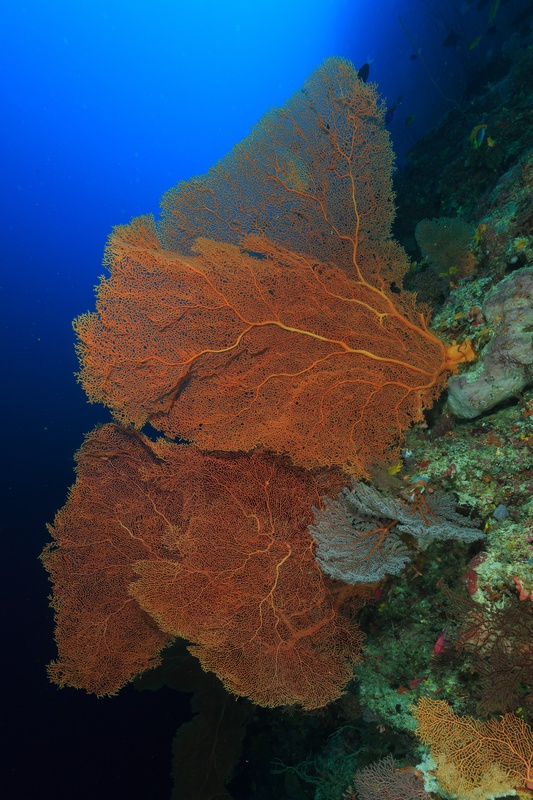 Orange sea fans spread across the reef wall, layered against smaller blue fans and open water.