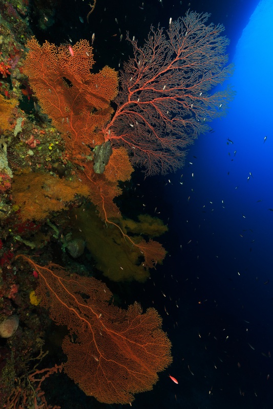 Orange sea fans reach off the reef wall into blue water, with small fish flickering between branches.