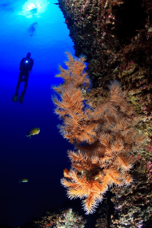 Orange hydroid tree jutting from the wall, yellow damselfish darting past, a distant diver suspended behind.