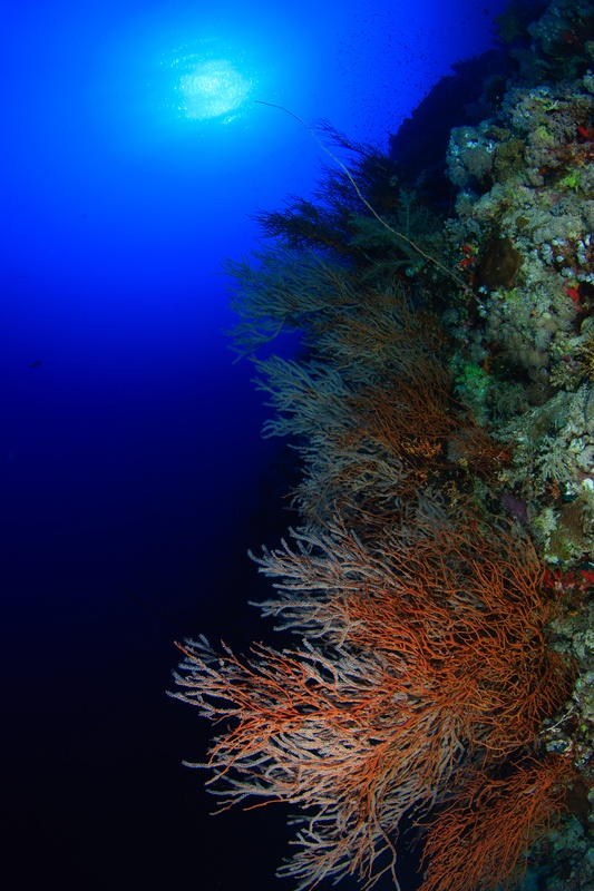 Orange and red gorgonians reach from the wall into current, sunball glowing beyond.