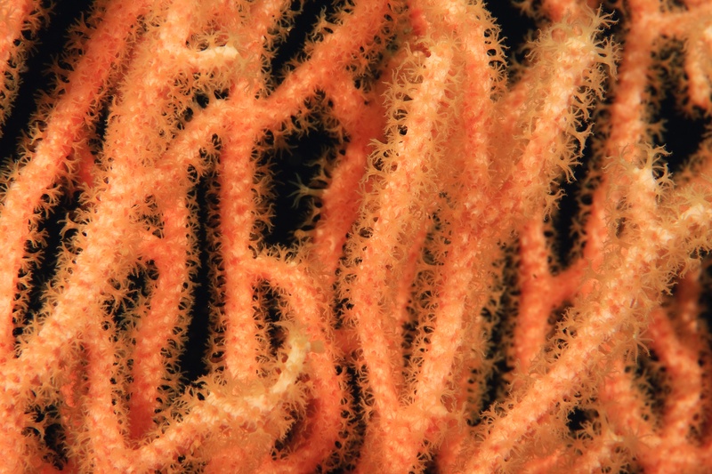 Orange soft coral in macro detail, feathery polyps extended along every branch.