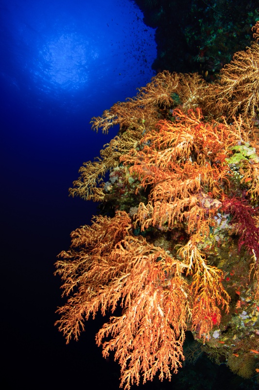 Orange and gold soft corals stream down the wall as sunlight burns through blue water above.