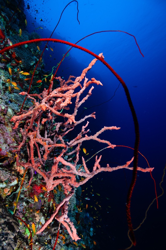 Pink soft coral branching from a reef wall, red whip corals arching above a cloud of anthias.