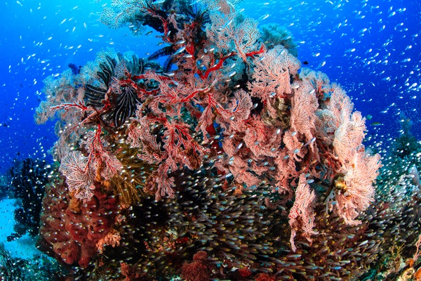 Reef & Corals