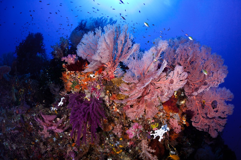 Tall pink gorgonian fans with a purple gorgonian and soft corals on a reef pinnacle, deep blue behind.