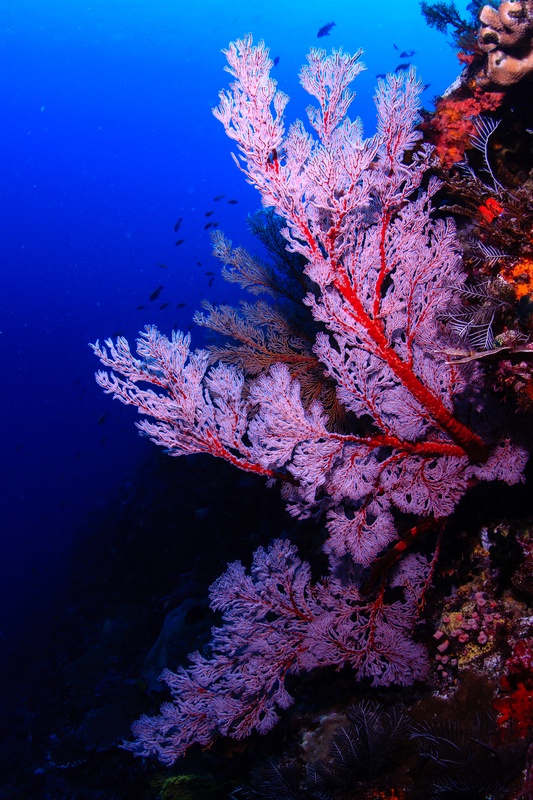 Pink-red gorgonian sea fan reaches out from a Komodo wall, open blue water behind it.