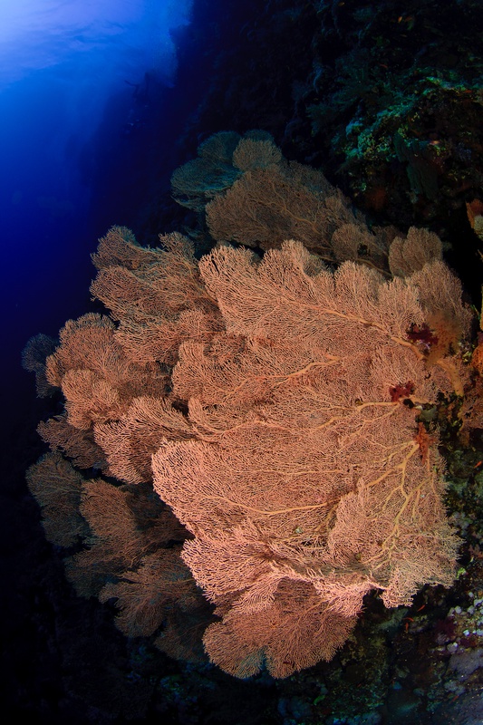 Pink gorgonian sea fan spread wide from a Red Sea wall, branches etched against blue water.