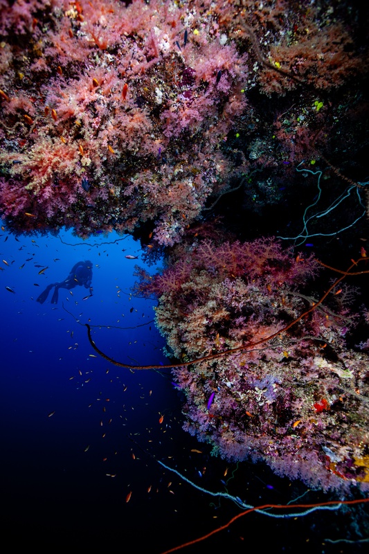 Diver drops below an overhang smothered in pink and purple soft corals.
