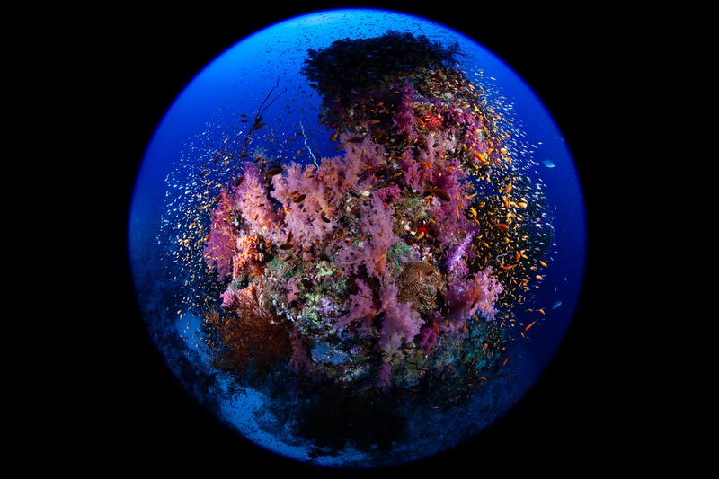 Purple and red soft corals fill the reef while anthias flicker through the branches.
