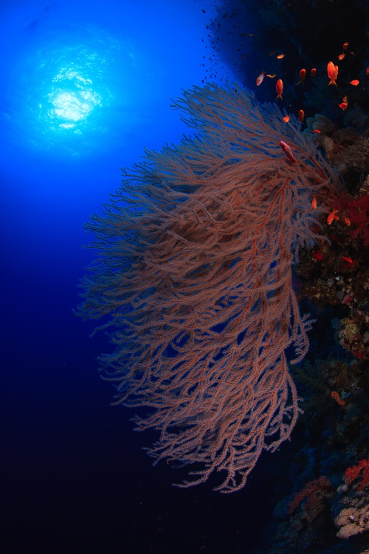 Red gorgonian hangs beneath the sunball while anthias dart along the Brothers reef wall.