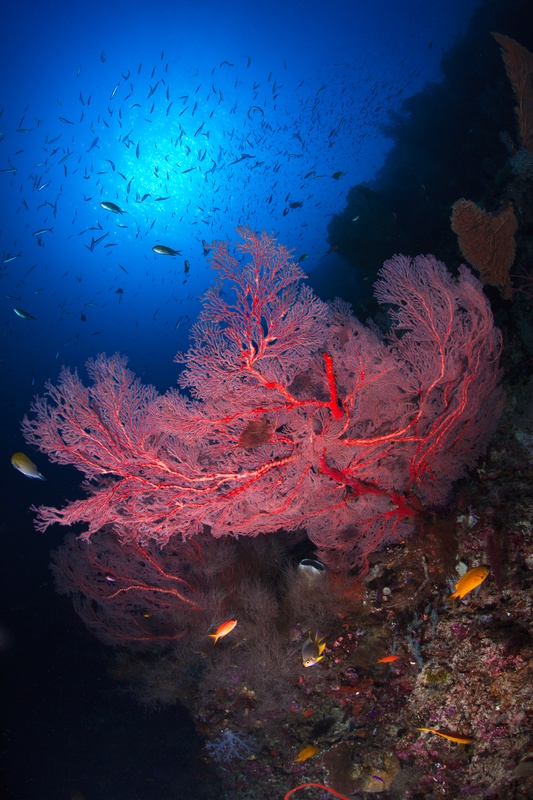 Large red gorgonian sea fan across a reef wall, orange anthias drifting in the blue behind it.