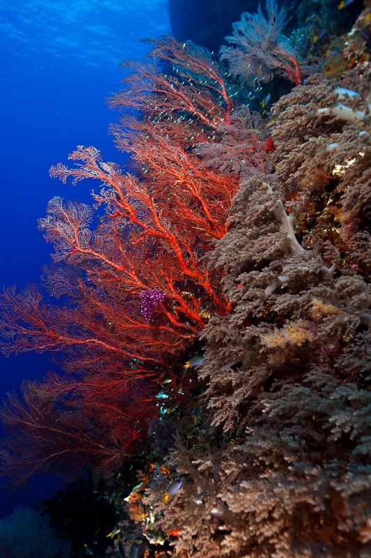 Bright red gorgonian projecting from a wall of brown soft corals, small reef fish darting through the branches.