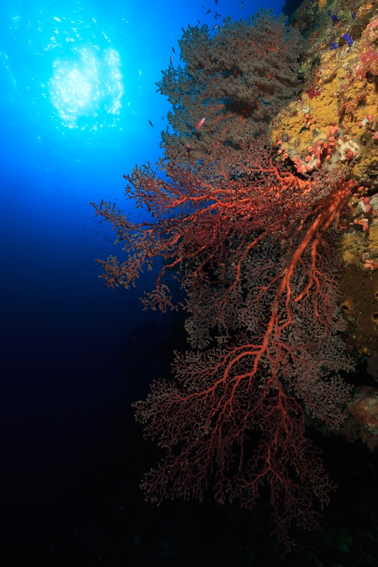 Red gorgonian sea fan dropping from the wall, sunball glowing above sponges in Tubbataha blue.