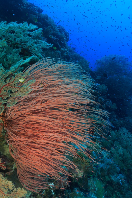 Red gorgonian sea whips stream from the wall, reef fish drifting past into open water.