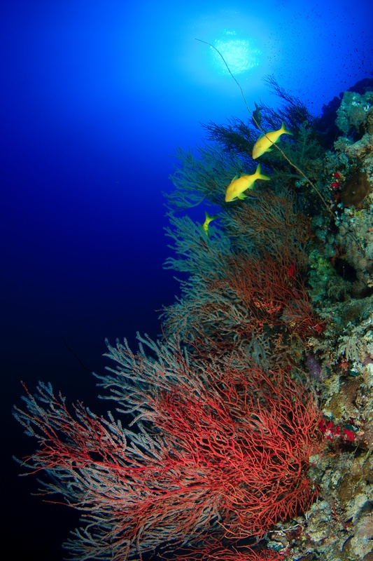 Two yellow goatfish pass a red gorgonian fan jutting from the wall into clear blue water.