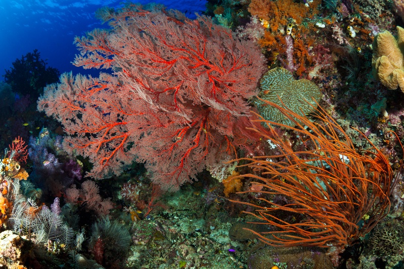 Red gorgonian beside orange whip corals and a green brain coral, all packed onto a densely covered wall.