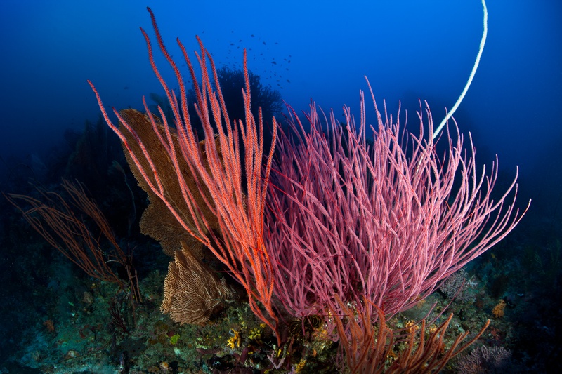 Red and pink whip corals arching upward beside a brown gorgonian fan, a white whip coral curving overhead.
