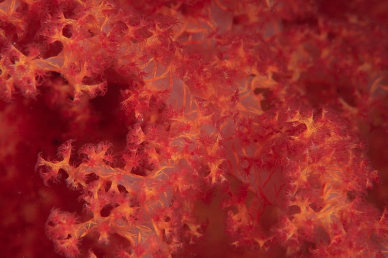 Macro view of red soft coral polyps, each star-shaped head opened to feed in the current.