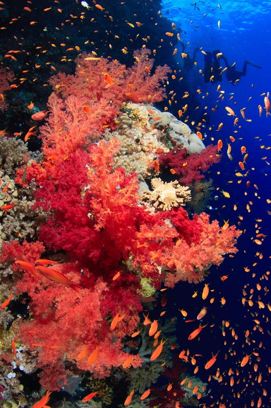 Red soft corals on the wall, anthias swirling past while a diver hangs back in silhouette.