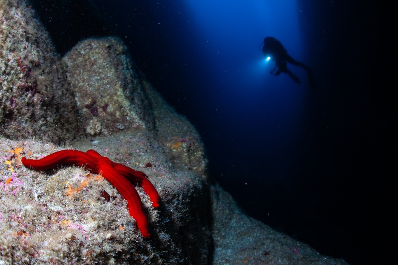 Red starfish clings to volcanic rock while a diver's torch glows faintly in blue water behind.