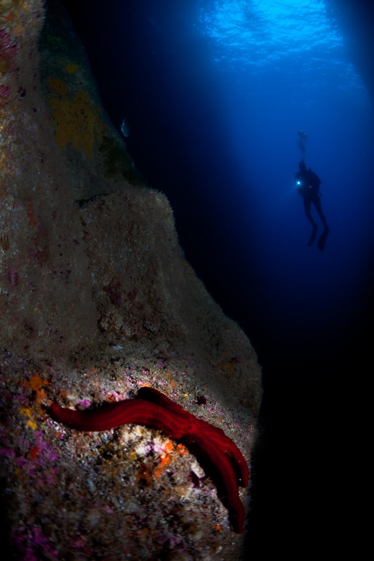Red starfish grips a vertical Azores wall while a diver descends through the blue behind it.