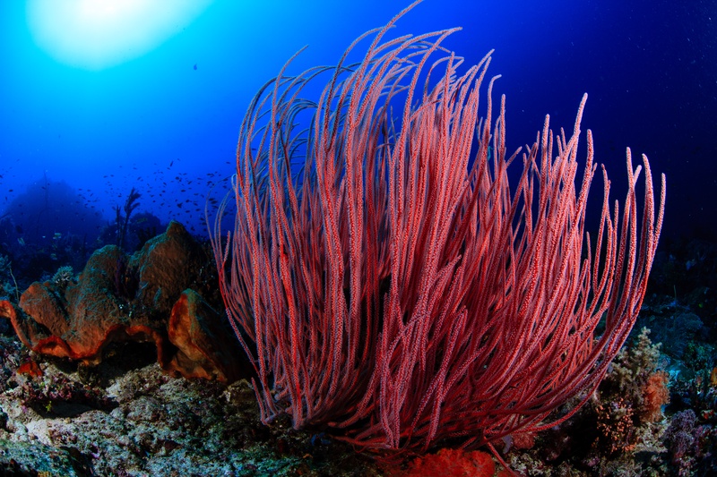 Red whip corals rise into backlit blue water, swaying above the Komodo reef.