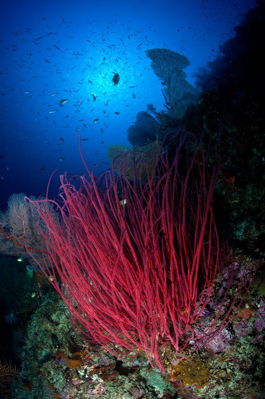 Tall red whip corals rising from the reef with gorgonian sea fans and schooling fish silhouetted against deep blue.