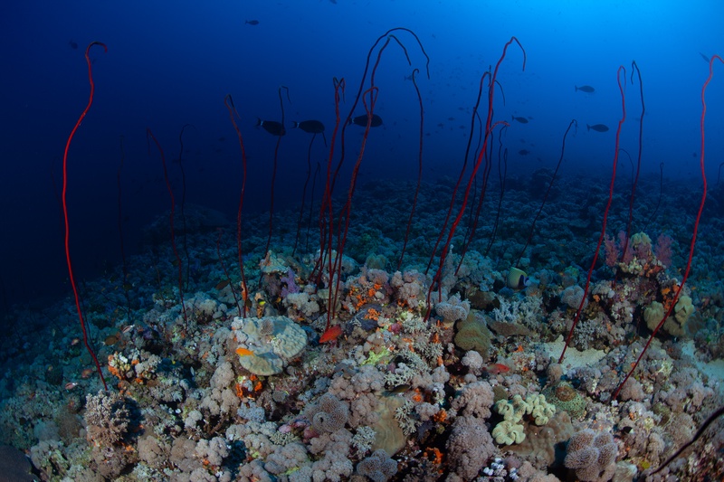 Tall red whip corals rise over the reef, fish silhouettes scattered against open water behind.