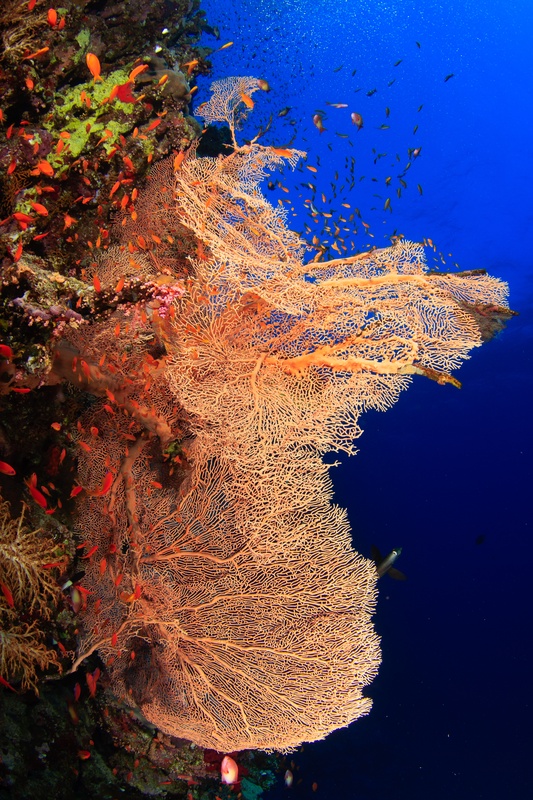Fisheye view under a Brothers reef overhang, fish hanging beneath the coral ledge.