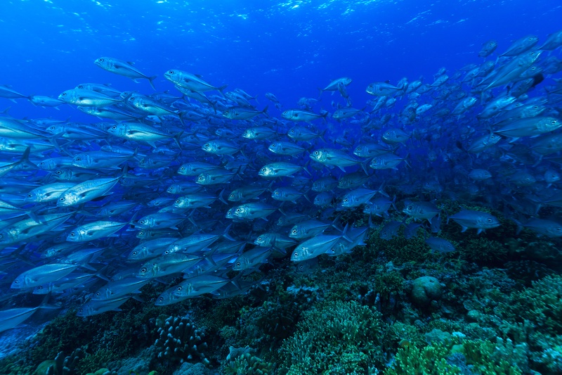 Dense school of bigeye trevally sweeps low over a hard coral reef, silver bodies turning in unison through blue water.