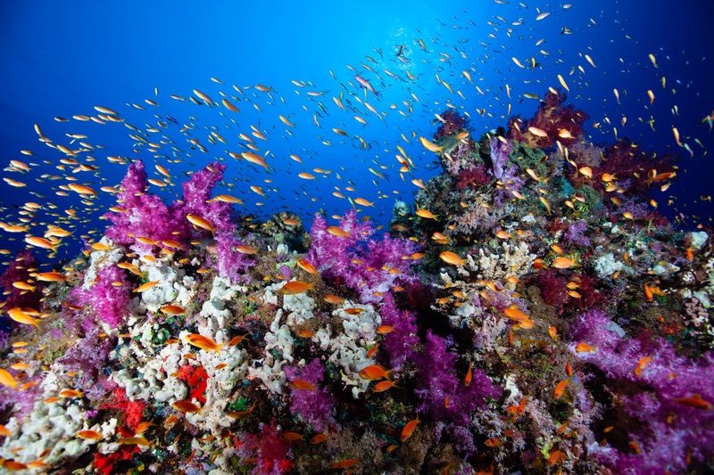 Purple soft corals and orange anthias cover the reef in Sudan, a wide-angle burst of color.