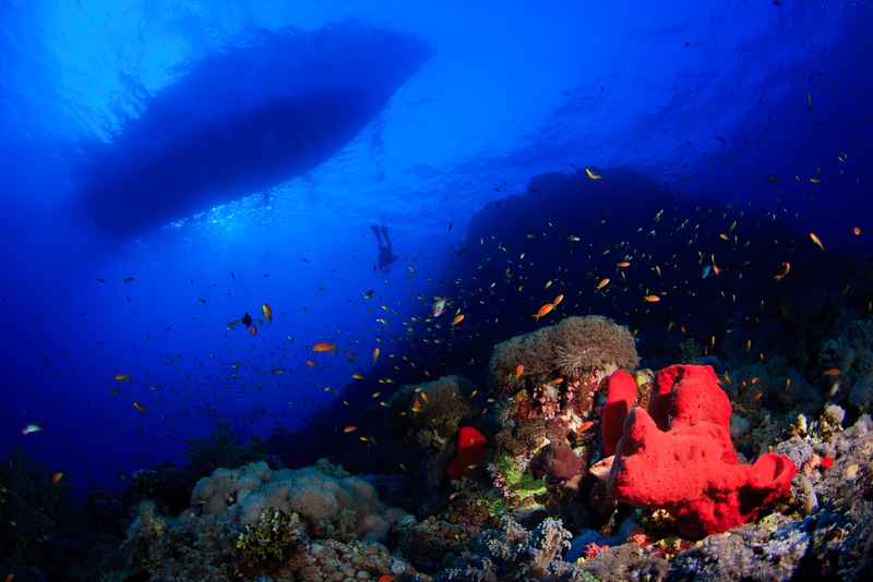 Red sponge and orange anthias fill the reef scene, with a diver and boat shadow silhouetted above.